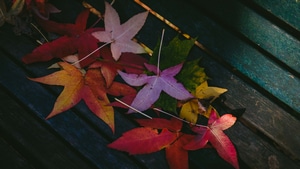 Leaves, Nature, Autumn, 4K wallpaper