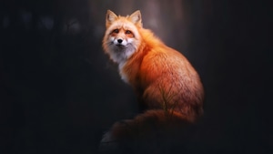 Fox, Animals, 4K wallpaper