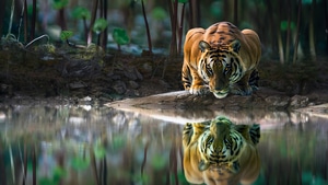 Tiger, Animals, 4K wallpaper