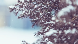 Winter, Snow, Nature, 4K wallpaper