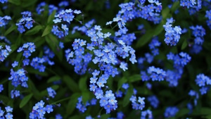 Blossom, Flowers, 4K wallpaper