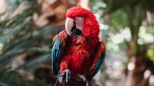 Macaw, Birds, 4K wallpaper