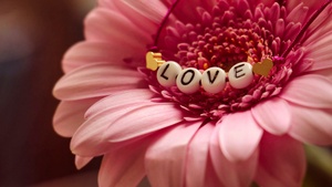 Love word, Gerbera flower, 4K wallpaper