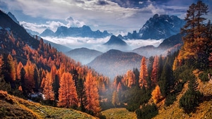 Forest, Landscape, Clouds, Nature, 4K wallpaper