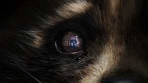 Rocket Raccoon, Guardians of the Galaxy Vol. 3, 2023 Movies, Marvel Comics, 4K wallpaper