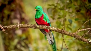 Resplendent Quetzal, Birds, 4K wallpaper