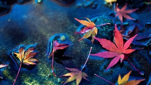 Leaf, Nature, 4K wallpaper
