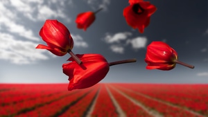 Flowers, Photography, Behance, 4K wallpaper