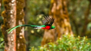 Resplendent Quetzal, Birds, 4K wallpaper