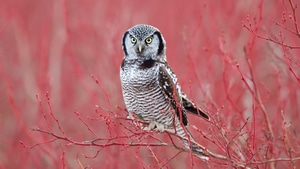 Owl, Birds, 4K wallpaper