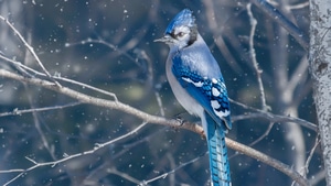 Blue Jay, Birds, Animals, 4K wallpaper