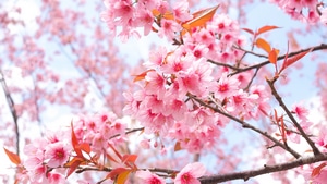 Blossom, Flowers, 4K wallpaper