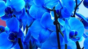 Orchid flowers, Blue flowers, 4K wallpaper