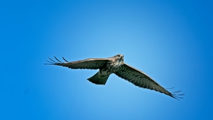 Eagle, Birds, 4K wallpaper