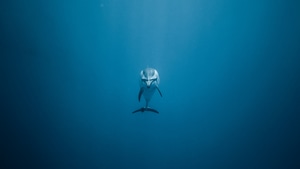Dolphin, Animals, Underwater, 4K wallpaper