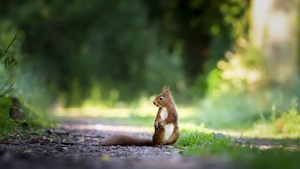 Squirreles, Animals, 4K wallpaper