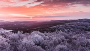 Trees, Winter, Nature, 4K wallpaper