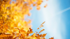 Autumn, Leaves, Nature, 4K wallpaper