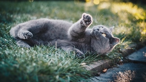 Cat, Animals, 4K wallpaper