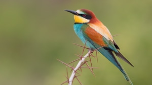 Birds, 4K wallpaper