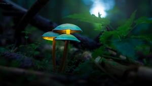 Mushroom, Forest, Deviantart, 4K wallpaper