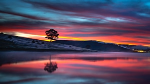 Tree, Reflection, Nature, 4K wallpaper