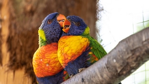 Parrot, Birds, Love, 4K wallpaper