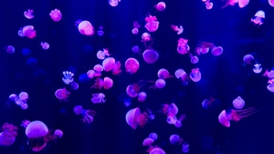 Jellyfish, Underwater, Animals, 4K wallpaper