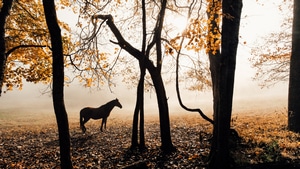 Horse, Animals, 4K wallpaper