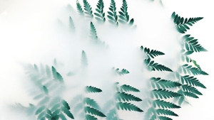 Leaf, Plants, Fog, Nature, Photography, 4K wallpaper