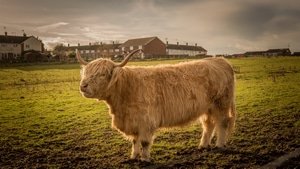 Cow, Animals, 4K wallpaper