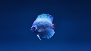 Fish, Animals, 4K wallpaper