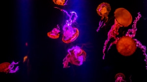 Jellyfish, Underwater, Animals, Photography, 4K wallpaper