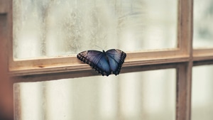 Butterfly, Animals, 4K wallpaper