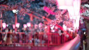 Cherry, Flowers, Pink, 4K wallpaper