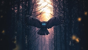 Owl, Artist, Artwork, Digital Art, 4K wallpaper