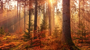 Fall, Sunlight, Forest, Autumn, 4K wallpaper