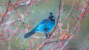 Birds, 4K wallpaper