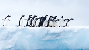 Penguins, Birds, Animals, Antarctica, Photography, 4K wallpaper
