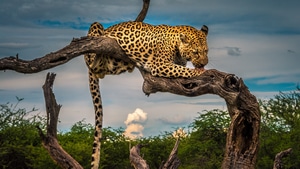 Leopard, Animals, 4K wallpaper