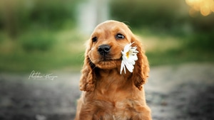 Dog, Animals, 4K wallpaper