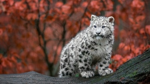Snow Leopard, Animals, Predator, 4K wallpaper