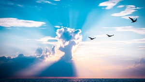 Sunset, Nature, Birds, 4K wallpaper