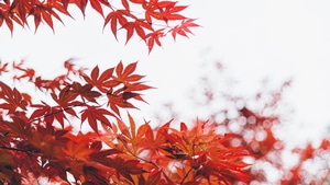 Leaf, Trees, 4K wallpaper