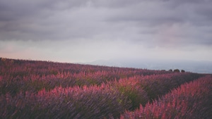 Field, Nature, 4K wallpaper