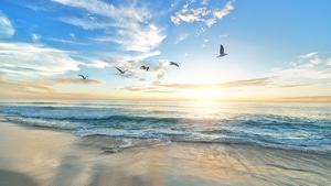 Seagull, Birds, Nature, Ocean, 4K wallpaper