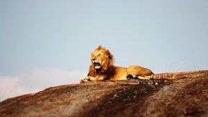 Lion, Animals, 4K wallpaper