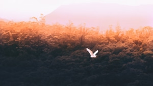 Birds, Forest, Nature, 4K wallpaper
