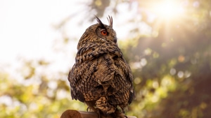 Owl, Birds, 4K wallpaper