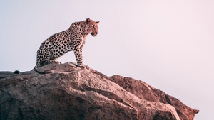 Cheetah, Animals, 4K wallpaper